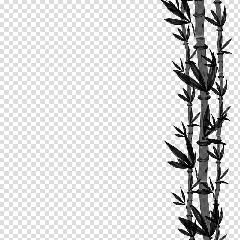 Black And White Flower, Black White M, Grasses, Line, Plant Stem, Grass Family, Elymus Repens, Twig transparent background PNG clipart