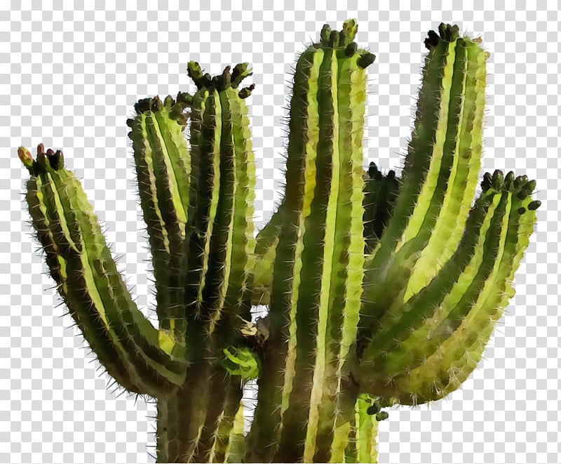 Cactus, Watercolor, Paint, Wet Ink, Plant, Flower, Acanthocereus Tetragonus, Terrestrial Plant transparent background PNG clipart