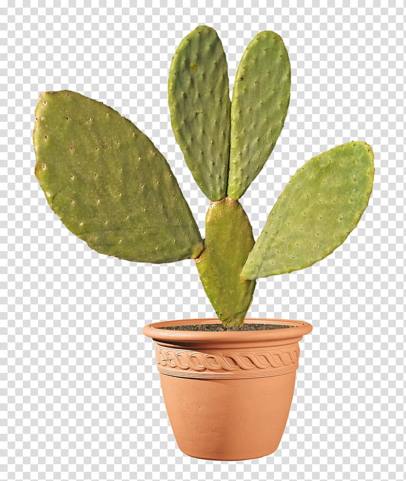 Cactuses and Plants, pot of green cactus transparent background PNG clipart