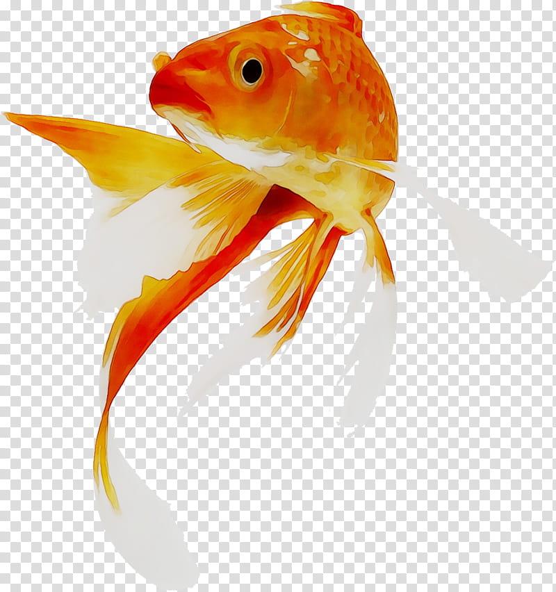 Fish, Goldfish, Koi, Aquarium, System, Temperature, Lighting, Orange transparent background PNG clipart