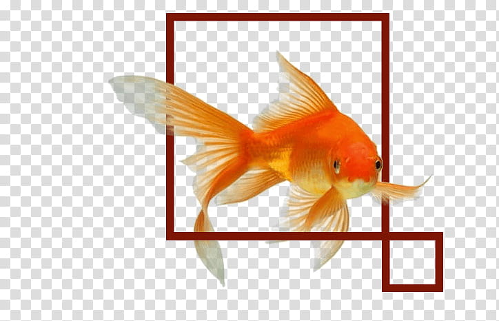 Fish, Common Goldfish, Aquarium, Pet, Fin, Orange, Feeder Fish, Tail transparent background PNG clipart