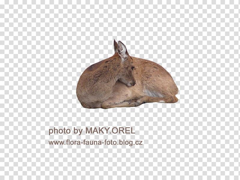 SET Deer female Doe, brown deer transparent background PNG clipart