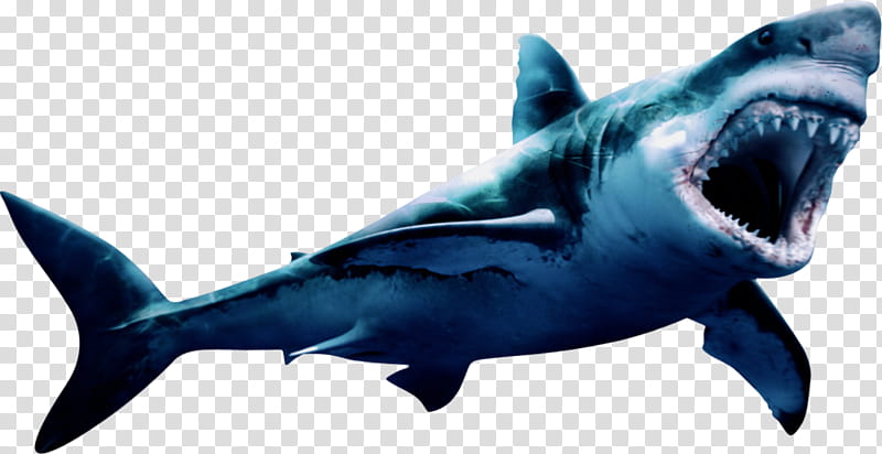 Great White Shark, Megalodon, Artist, Shark Attack, Shark Attack 3, Fish, Cartilaginous Fish, Fin transparent background PNG clipart