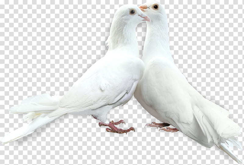 Dove Bird, Pigeons And Doves, Animal, Blog, Typical Pigeons, Rock Dove, Columbiformes, White transparent background PNG clipart