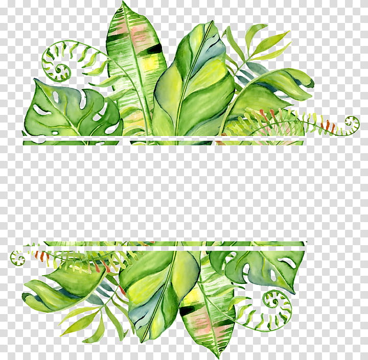 Watercolor Flower, Watercolor Painting, Drawing, Leaf, BORDERS AND FRAMES, Swiss Cheese Plant, Plants, Tropics transparent background PNG clipart