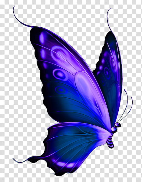 purple and black butterfly illustration transparent background PNG clipart