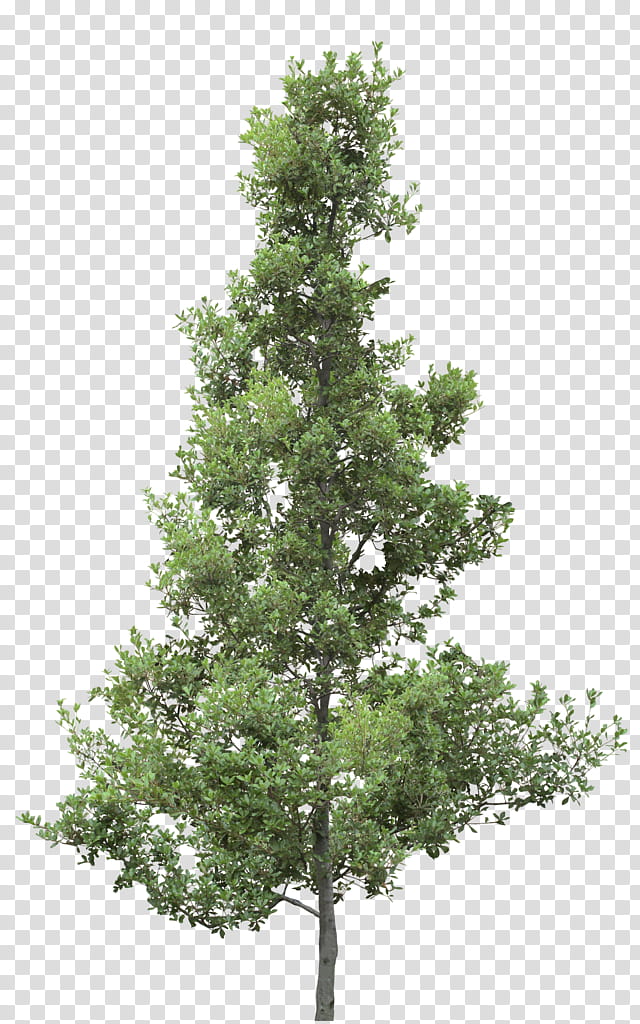 Christmas Tree Branch, Spruce, Larch, Oak, Shrub, Plane Trees, Pine, Ping transparent background PNG clipart