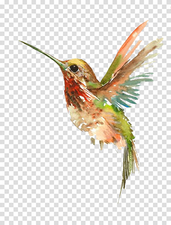 Hummingbird, Rufous Hummingbird, Beak, Coraciiformes, Plant, Pollinator, Rubythroated Hummingbird transparent background PNG clipart