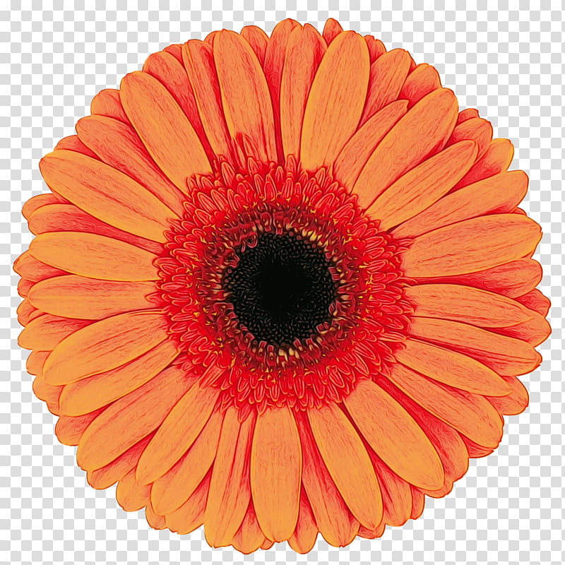 Vase Flower, Transvaal Daisy, Cut Flowers, Vase Life, Floristry, Orange, Florist Holland Bv, Petal transparent background PNG clipart