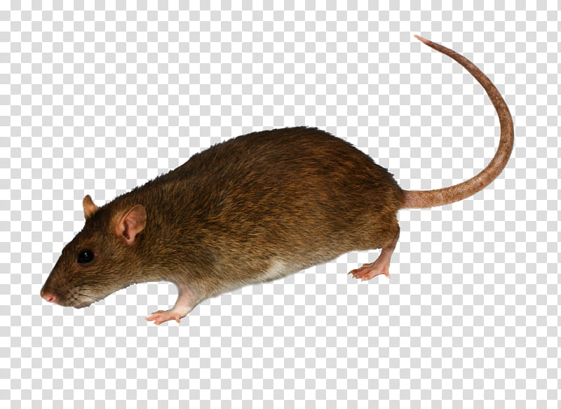Rat , black mouse transparent background PNG clipart