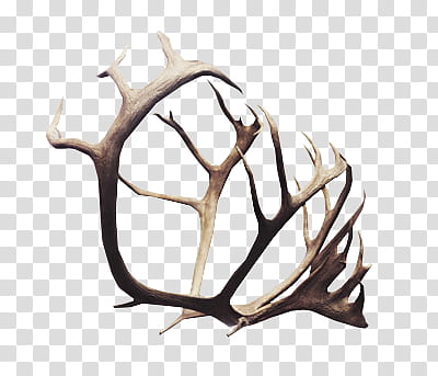 Syl  Watchers , brown antler transparent background PNG clipart