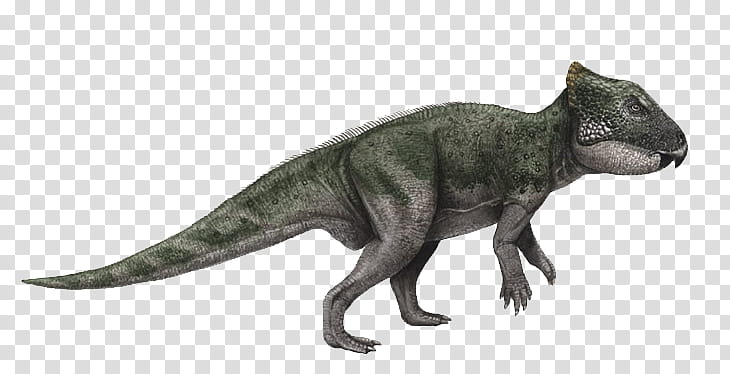 Dinosaur, Tyrannosaurus Rex, Triceratops, Archaeoceratops, Fossil, Cretaceous, Microceratus, Late Cretaceous transparent background PNG clipart