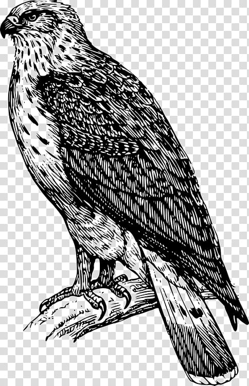 Bird Line Drawing, Hawk, Buzzard, Common Buzzard, Eagle, Line Art, Falcon, Bird Of Prey transparent background PNG clipart