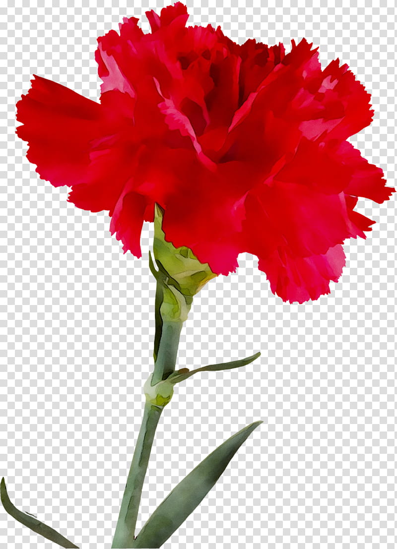 Pink Flower, Carnation, Four Oclocks, Cut Flowers, Herbaceous Plant, Plant Stem, Annual Plant, Marvelofperu transparent background PNG clipart