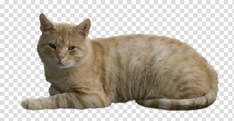 cat, orange lying cat transparent background PNG clipart