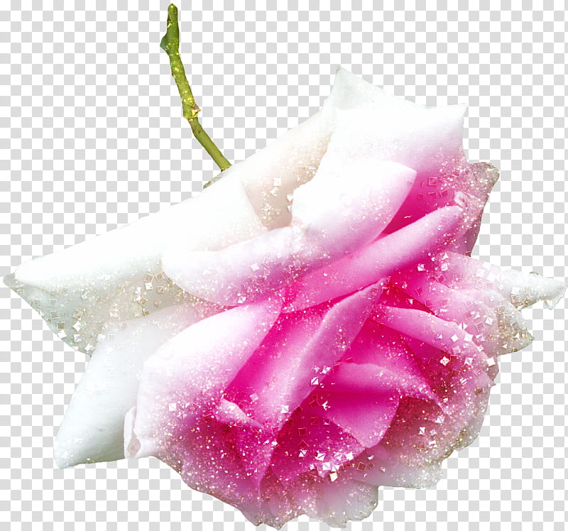 Rose Flower Pink , Pink Roses Decoration , pink rose illustrations  transparent background PNG clipart