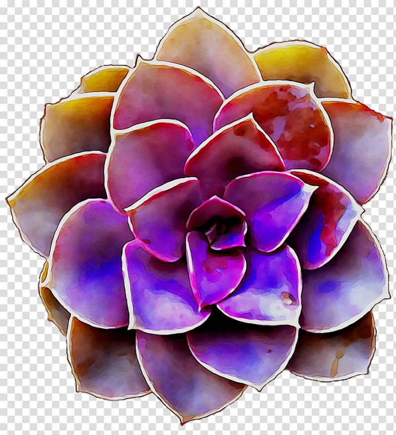 Flowers, Purple, Cut Flowers, Echeveria, Plant, Petal, White Mexican Rose, Stonecrop Family transparent background PNG clipart