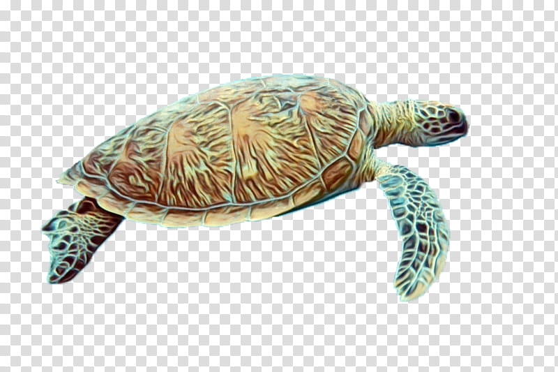sea turtle tortoise olive ridley sea turtle turtle green sea turtle, Watercolor, Paint, Wet Ink, Hawksbill Sea Turtle, Kemps Ridley Sea Turtle, Reptile, Loggerhead Sea Turtle transparent background PNG clipart