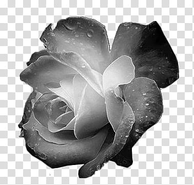Various Flowers, black rose transparent background PNG clipart