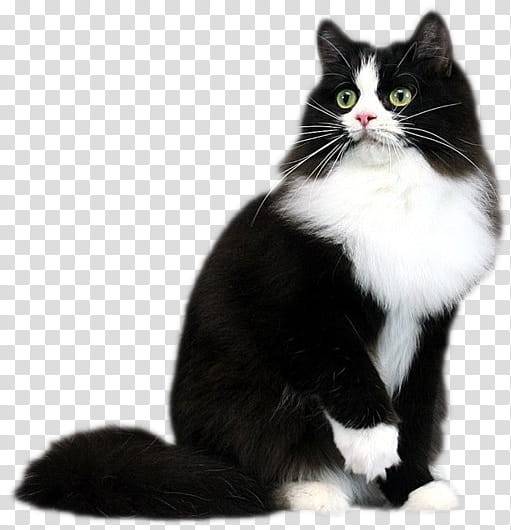 Cats, black and white cat transparent background PNG clipart | HiClipart
