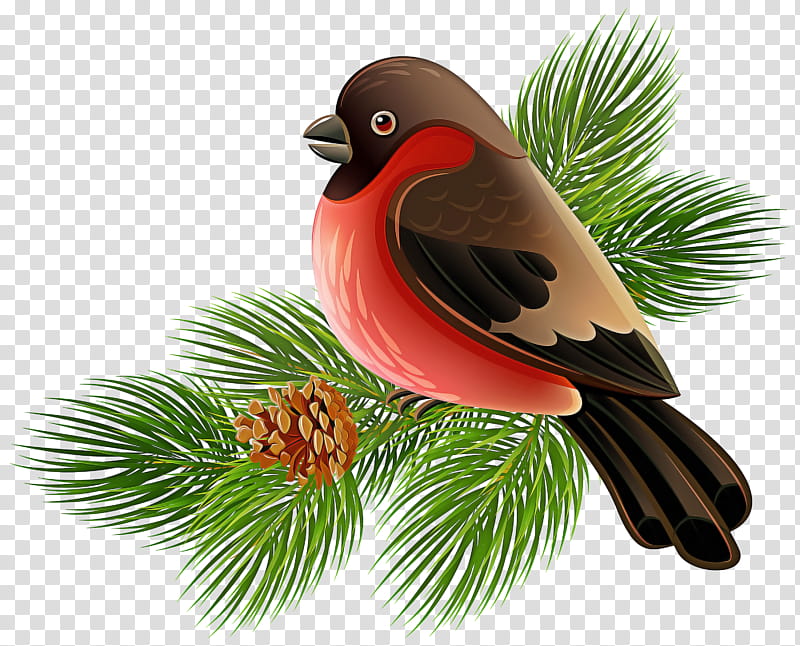 bird branch beak tree pine family, Plant, Old World Flycatcher, Perching Bird transparent background PNG clipart