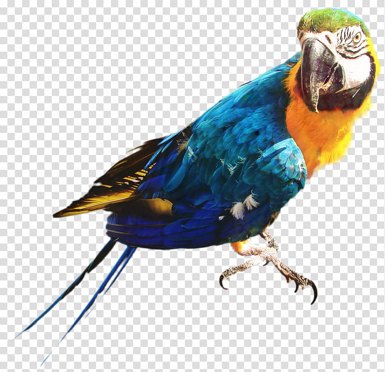 Bird Parrot, Passerine, Parakeet, Feather, Macaw, Parrots, Beak, Loriini transparent background PNG clipart