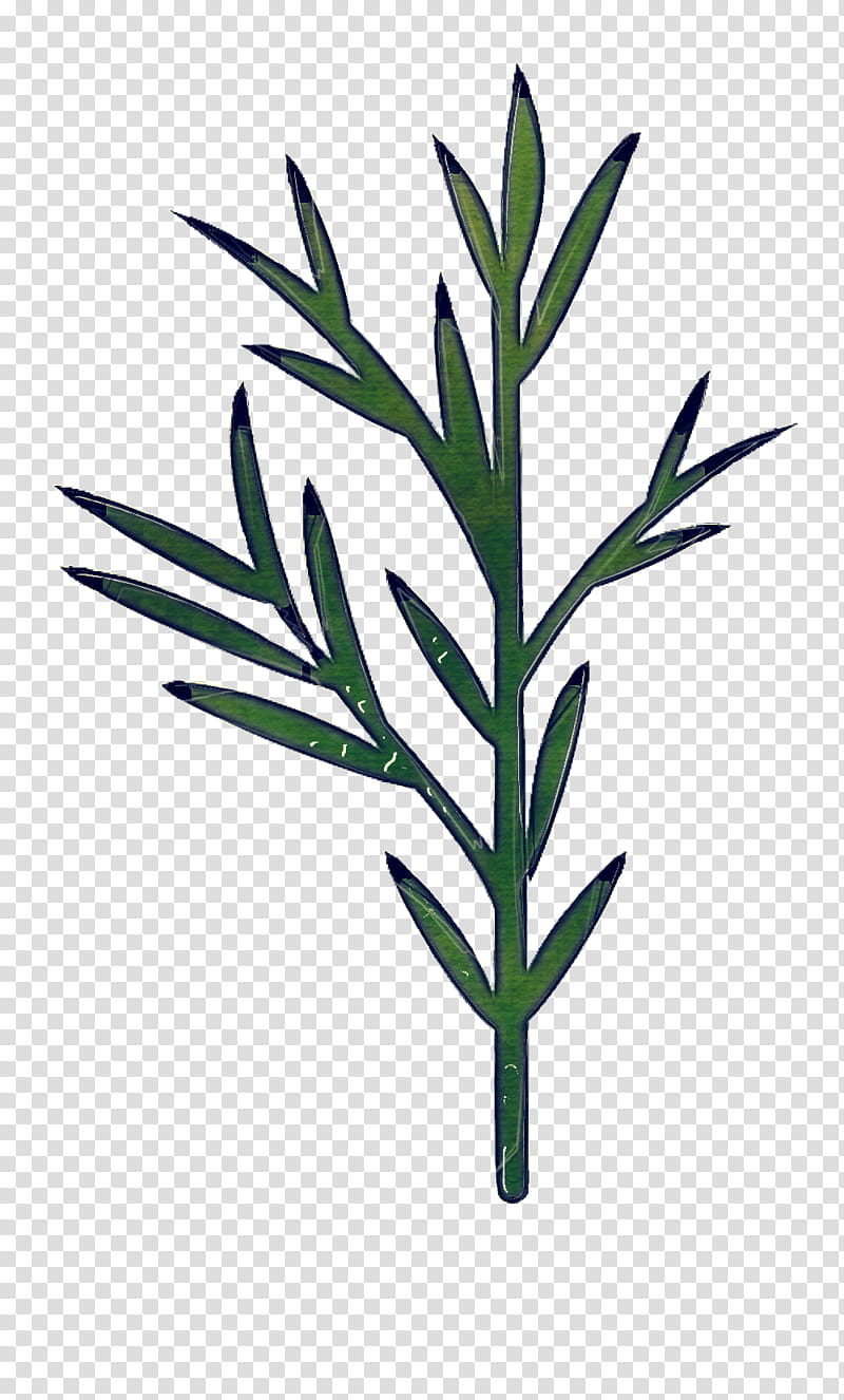 Rosemary, Plant, Leaf, Flower, Flowering Plant, Grass, Grass Family, Plant Stem transparent background PNG clipart