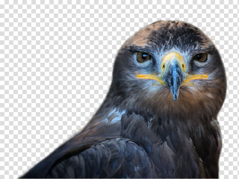 Owl, Bird, Bird Of Prey, Beak, Eagle, Barn Owl, Feather, Golden Eagle transparent background PNG clipart
