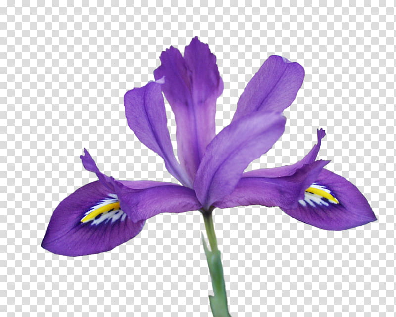 Blue Iris Flower, Northern Blue Flag, Netted Iris, Iris Flower Data Set, Iris Family, Garden, Plants, Irises transparent background PNG clipart