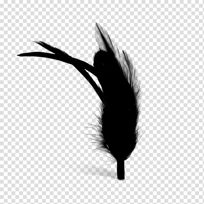 Writing, Feather, Black M, Quill, Wing, Pen, Writing Implement, Blackandwhite transparent background PNG clipart