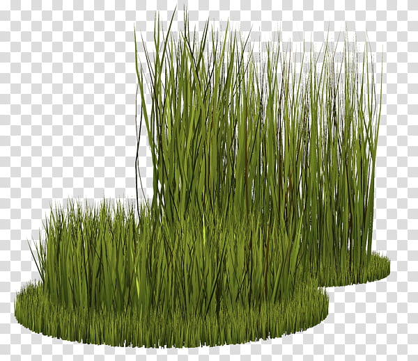 Drawing Of Family, Grasses, Herbaceous Plant, Perennial Ryegrass, Lawn, Vetiver, Weed, Pasture transparent background PNG clipart