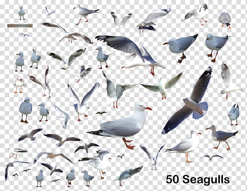 Seagull  HB, flock of seagulls transparent background PNG clipart