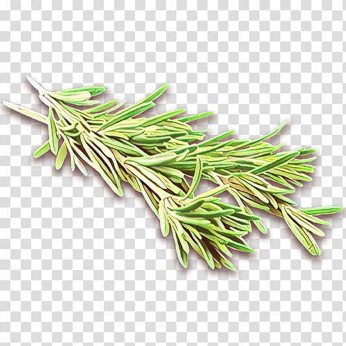Rosemary, Cartoon, Plant, American Larch, Grass, Tree, Shortstraw Pine, Herb transparent background PNG clipart