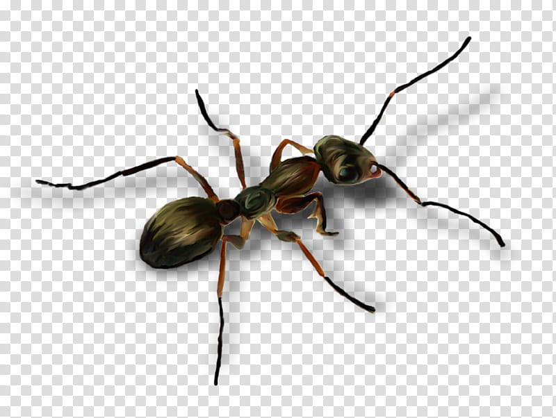 Ant, Ground Beetle, Banco De ns, No, Insect, Pest, Carpenter Ant, Membranewinged Insect transparent background PNG clipart