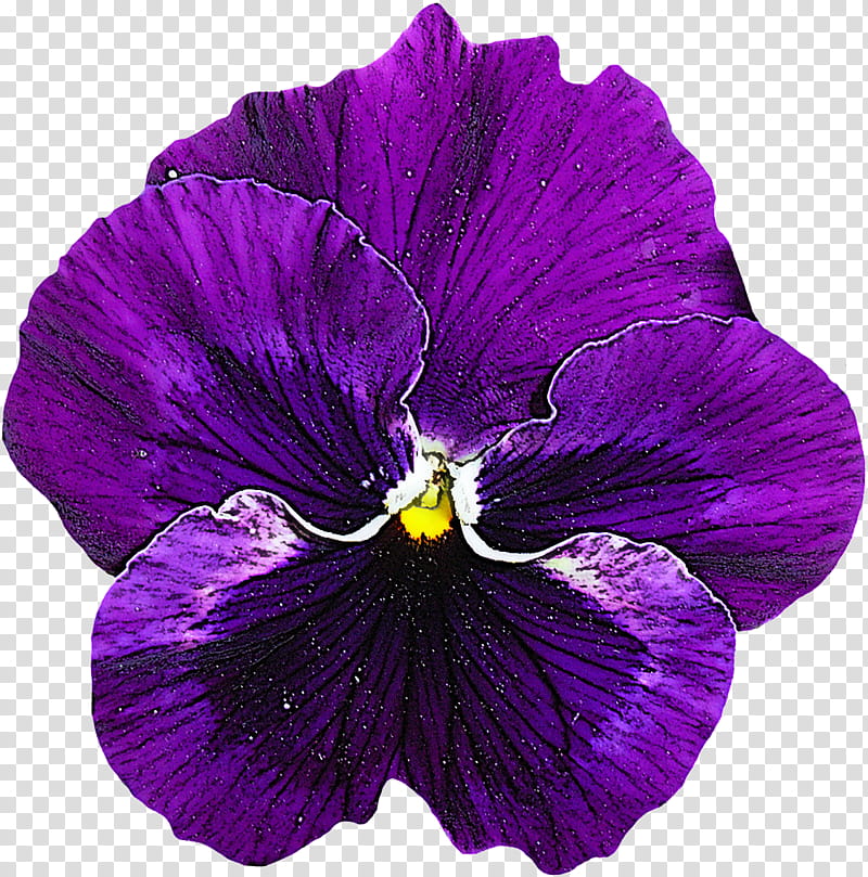 violet flower petal purple plant, Pansy, Wild Pansy, VIOLA, Violet Family, Magenta transparent background PNG clipart