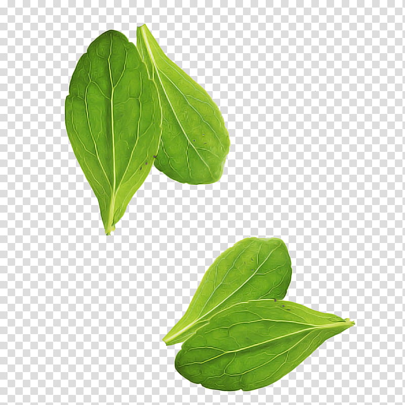 leaf flower plant basil food, Spinach, Herb, Lemon Basil transparent background PNG clipart