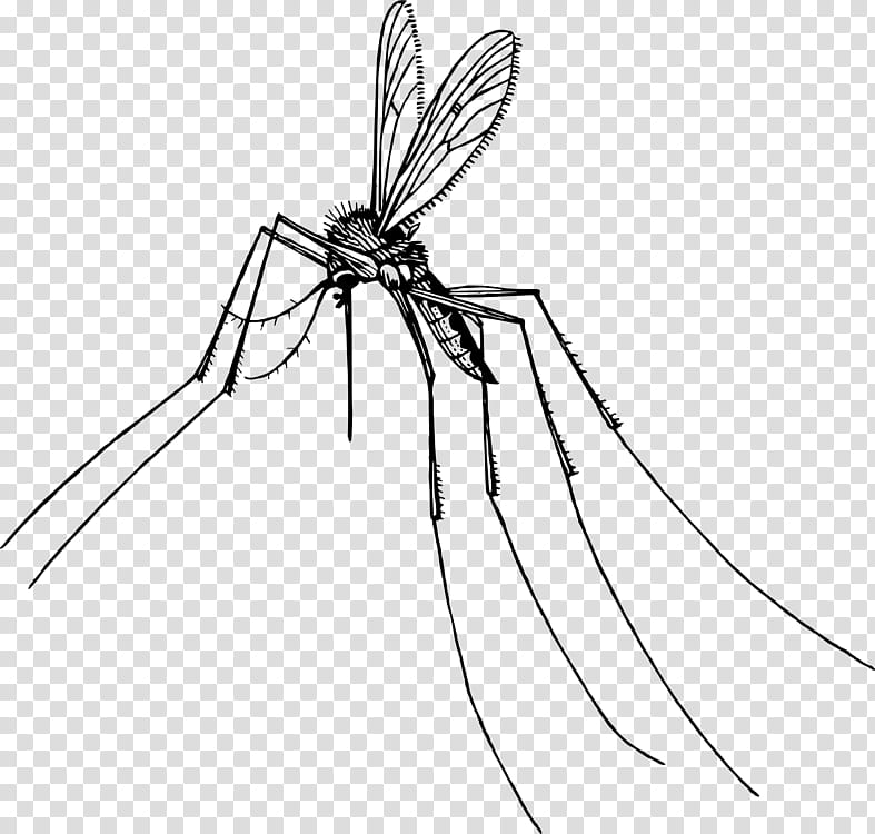 Cartoon Book, Mosquito, Insect, Gnat, Fly, Pest, Line Art, Dragonfly transparent background PNG clipart