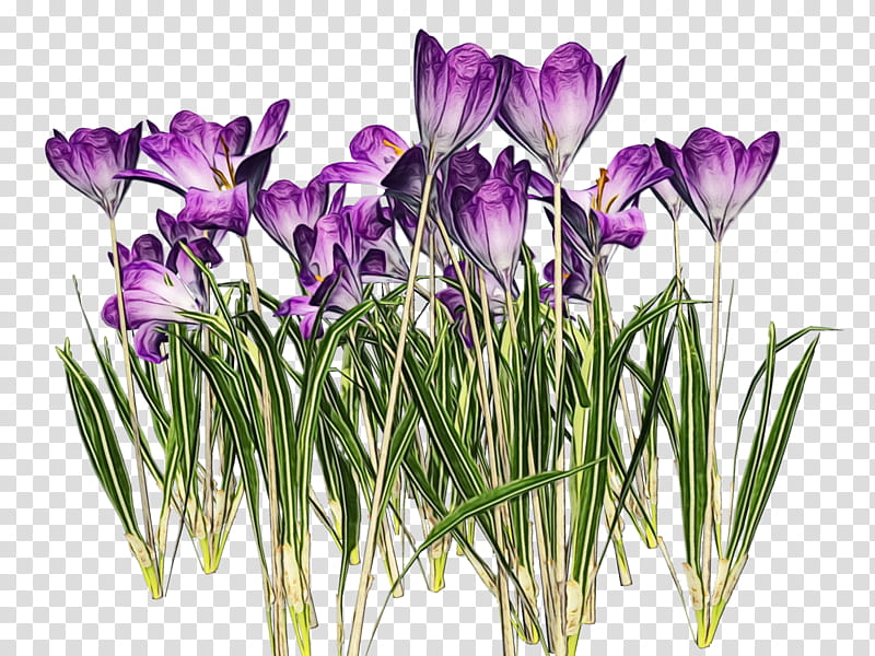 Purple Watercolor Flower, Paint, Wet Ink, Snow Crocus, Crocus Vernus, Iris Family, Tommie Crocus, Plant transparent background PNG clipart