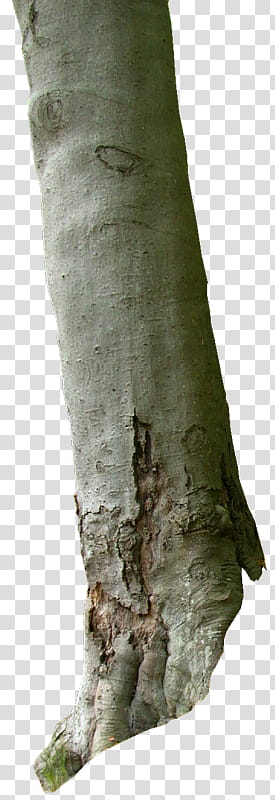 Tree Trunks and Roots s, gray tree trunk transparent background PNG clipart