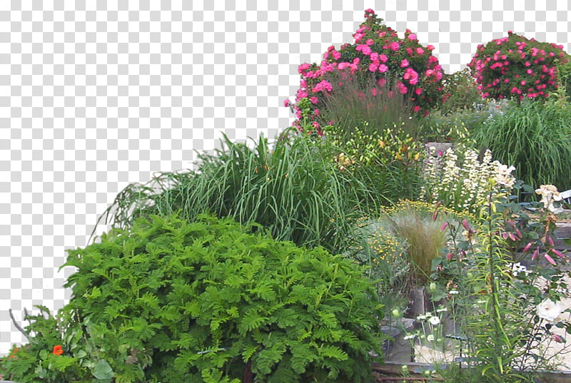 Flowered garden , green bush transparent background PNG clipart