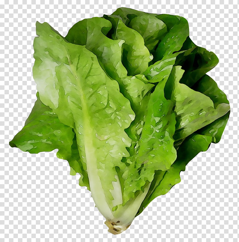 Vegetables, Romaine Lettuce, Greens, Food, Salad, CDC, Leaf Lettuce, Outbreak transparent background PNG clipart