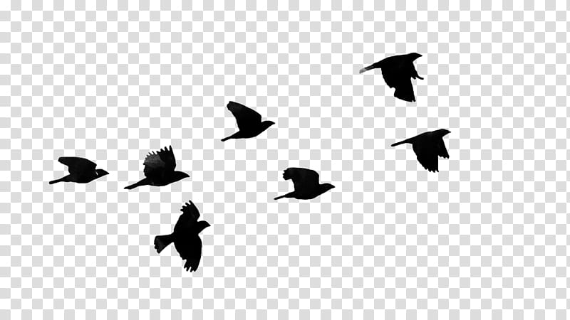 , seven birds flying silhouette illustration transparent background PNG clipart
