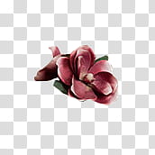 blooming red plumeria flower transparent background PNG clipart