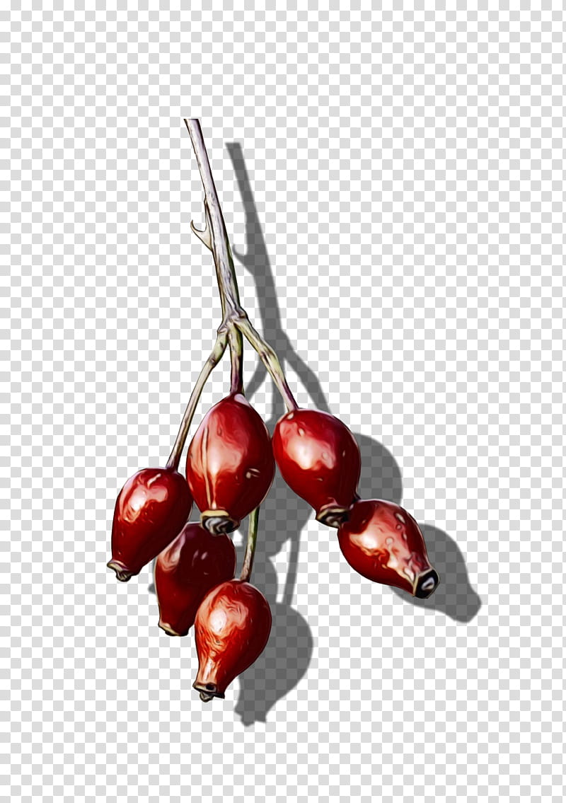 fruit cherry plant red food, Watercolor, Paint, Wet Ink, Tree, Cranberry, Flowering Plant, Lingonberry transparent background PNG clipart