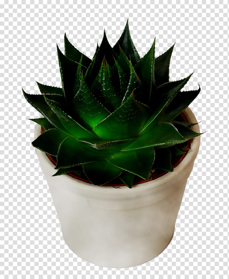 Aloe Vera Leaf, Agave Tequilana, Houseplant, Flowerpot, Echeveria, Xanthorrhoeaceae, Succulent Plant, Terrestrial Plant transparent background PNG clipart
