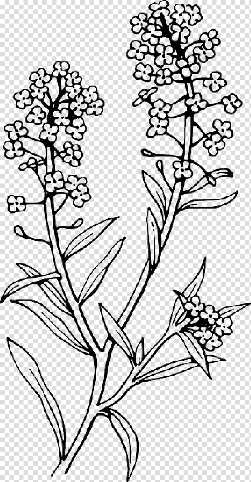 Flowers, Sweet Alyssum, Tattoo, Drawing, Plants, Lavender, Body Art, Container Garden transparent background PNG clipart