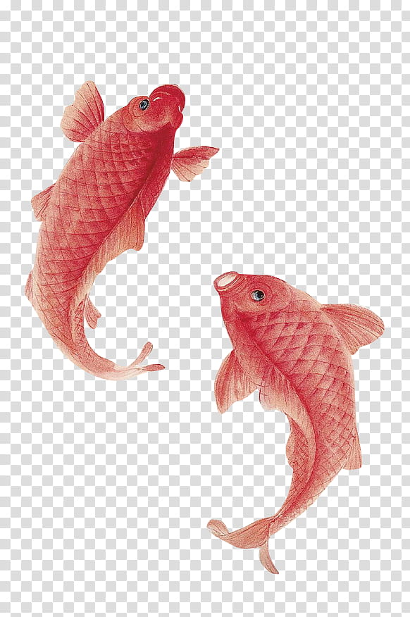 two red fishes transparent background PNG clipart