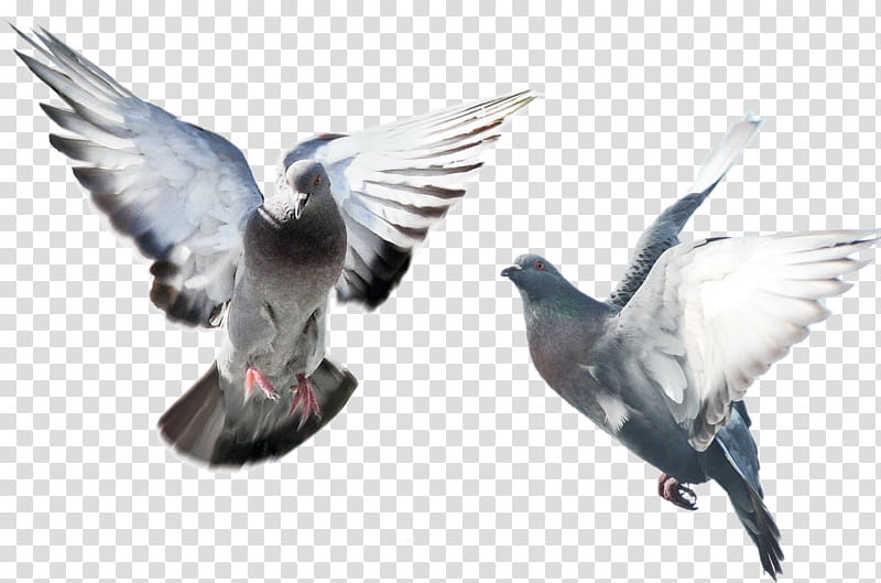 Flying Bird, Homing Pigeon, Pigeons And Doves, Fancy Pigeon, Chinese Flying Pigeon, Dove, Flyingsporting Pigeons, Release Dove transparent background PNG clipart