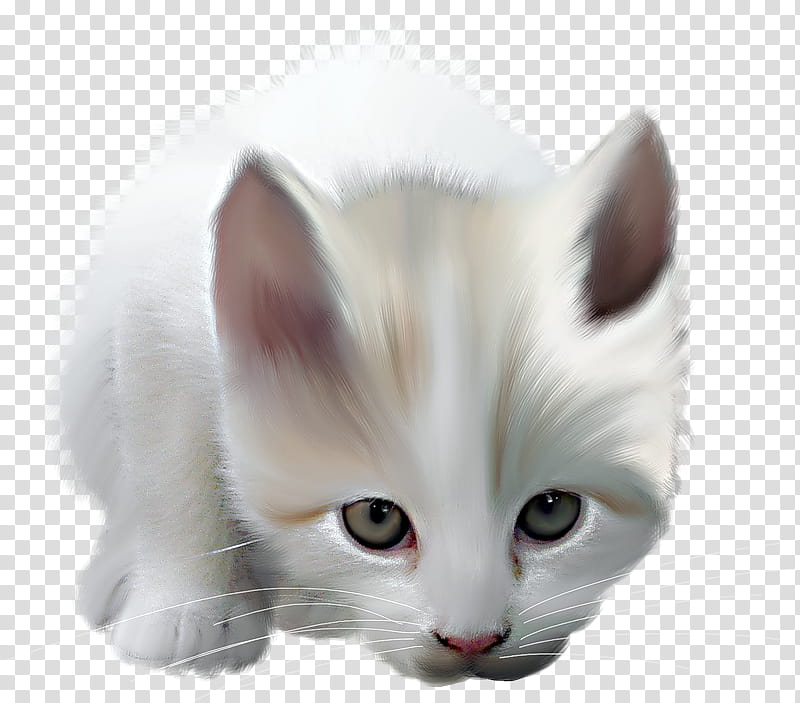 Kitten, Maine Coon, Brazilian Shorthair, Persian Cat, Turkish Angora, Mouse, Pink Cat, Asian Semilonghair transparent background PNG clipart