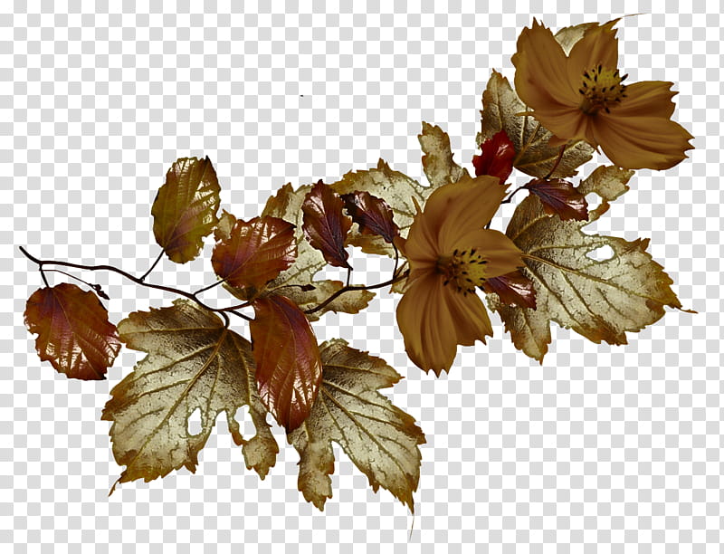 Plane, Leaf, Flower, Grape Leaves, Plant, Twig, Tree, Flowering Plant transparent background PNG clipart